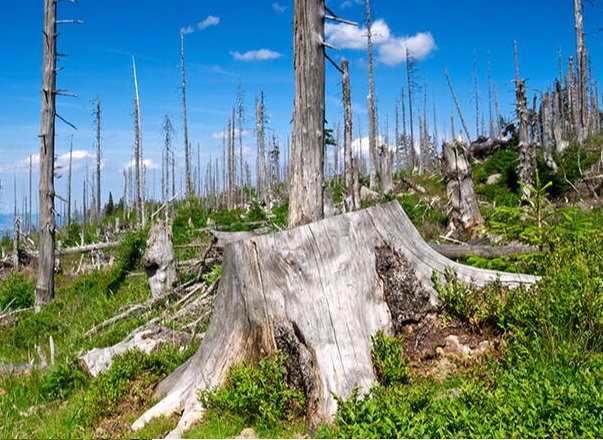  Başı kəsik gözəl kötük,
Bu dağı sənə kim çəkdi?